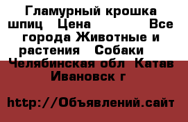 Гламурный крошка шпиц › Цена ­ 30 000 - Все города Животные и растения » Собаки   . Челябинская обл.,Катав-Ивановск г.